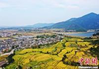 统计局：2019年全国粮食产量创历史最高 播种面积稳中略降