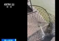 长江现死亡江豚 多处分布有明显勒痕