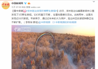 延边发现野生紫貂 在雪地里萌态百出