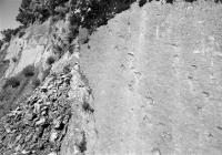 黑龙江首现大面积白垩纪恐龙足迹群 保存完好