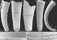 高分辨率显微CT扫描为揭示寒武纪动物断壳演化提供了重要线索