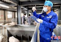 2020年全国首批进境种猪完成隔离检疫安全“出窝” 投入生产