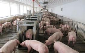 好消息！2月份全国生猪生产形势继续向好