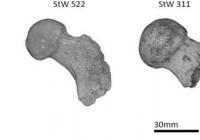 人类的祖先经常爬树吗？
