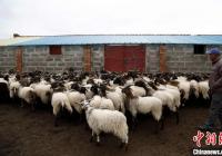 养殖效益明显提高 牛羊生产成青海省农牧业主导产业