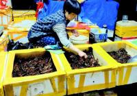 最低10元一斤 小龙虾猛降价吃货们不买账