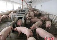 连续13周下降 猪肉价格何时能回归“10元时代”? 连续13周下降 猪肉价格何时能回归“10元时代”?