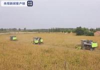 收益不错 山东300万亩大豆迎来丰收 收益不错 山东300万亩大豆迎来丰收