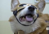 超15000家宠物医院落地开花