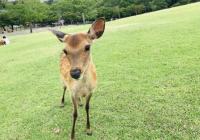 盲盒热后引发哪些市场乱象？