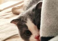 上门喂养宠物服务悄然兴起