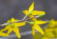 以红色旅游为抓手 提升乡村治理效能