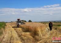 年年丰收 中国粮食安全有保障