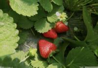 猪肉果蔬价格节后走势如何？