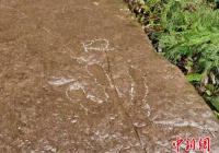 恐龙化石保护与研究有了更多可能 恐龙化石保护与研究有了更多可能