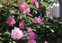 从城市到农村 求美的群体发生了变化 从城市到农村 求美的群体发生了变化