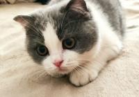 宠物猫狗提前进入数字化生活 宠物猫狗提前进入数字化生活