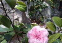 花粉过敏具有以下五大特点