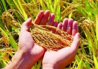 粮食产量有力支撑了重要农产品供给