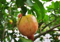 中国平台经济发展正处在关键时期