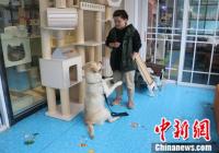 什么样的宠物被送来上学呢? 什么样的宠物被送来上学呢?