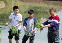 学习农耕知识 体验稻田里的劳动课