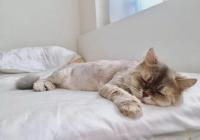 发病率逐年上升 治疗失眠试试这几招