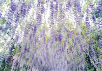 民航暑运正式开启 飞哪里旅游性价比高？