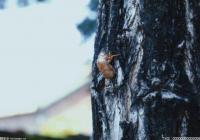 郊外徒步时遇到蜂蜇虫咬后该怎么办？