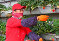 粮食连年丰收 丹东农产品供给能力迈上新台阶