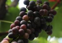 盛夏余热未消 “出伏”时需要注意些什么？