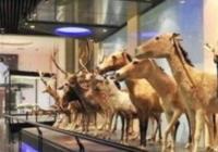 近百年前标本首次展出 北京动物博物馆“谜样”故事等您发掘 近百年前标本首次展出 北京动物博物馆“谜样”故事等您发掘