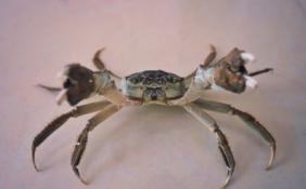 各个环节都在发力 今年大闸蟹价格预计和往年持平