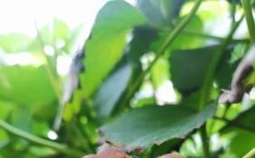 晴雨交替野生蘑菇生长旺盛 切记自行采摘以免食用后中毒