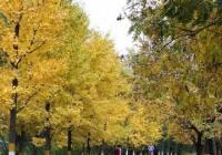 国庆出游半径主要集中在周边地区 乡村游还带“火”了当地经济