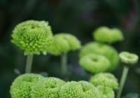 在历史延续过程中不断杂糅 重阳节文化内涵被不断延展丰富 在历史延续过程中不断杂糅 重阳节文化内涵被不断延展丰富