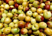 秋冬季气温下降最容易伤肺 饮食应以健脾开胃为主 秋冬季气温下降最容易伤肺 饮食应以健脾开胃为主