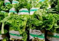 你知道吗？蔬菜叶颜色越深维生素K1的含量越高