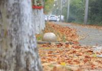 秋冬季节皮肤为什么容易瘙痒？该如何预防？