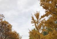 谢绝团体预约 西安银杏树寺庙预约一人一码