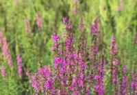 北京新晋小众打卡地西湖园公园是免费的吗? 北京新晋小众打卡地西湖园公园是免费的吗?