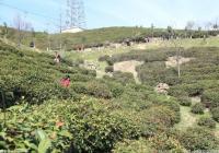 风光背后有短板 湖北茶如何实现资源价值最大化? 风光背后有短板 湖北茶如何实现资源价值最大化?