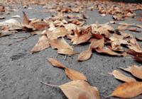 西安革命公园入园须佩戴口罩 需要携带本人身份证吗？