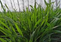 播种面积连续两年实现增长 全国粮食今年再获丰收 播种面积连续两年实现增长 全国粮食今年再获丰收