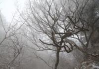 在多个项目上收获冬奥会参赛席位 中国速滑显现实力