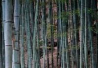 森林覆盖率居全国第三 广西年产值超1亿元林产加工企业达491家