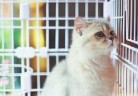 消化道感染是主要传播途径 如何预防弓形虫病？