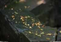 用留白呈现原著气韵 话剧《倾城之恋》五场演出一票难求