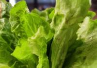 勿忧！白菜上的小黑点是芝麻状斑点病对人体无害