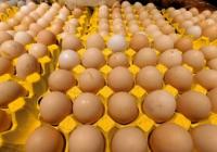 磷脂含量较高 成人每周鸡蛋摄入量最好不超过7个